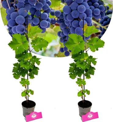 Obrázek produktu pro Sada 2 hroznů - Vitis vinifera "Cabernet Cortis" - výška 40 cm - květináč 9 cm