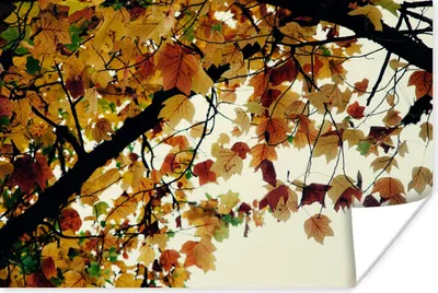 Produktbild von MuchoWow® Poster Bäume - Herbstblätter - Natur 120x80 cm - Bilder