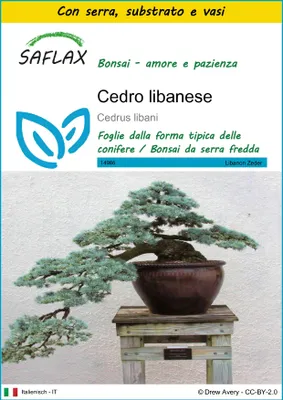 Immagine prodotto di SAFLAX Insieme di coltivazione - Cedro libanese - 20 semi - Cedrus