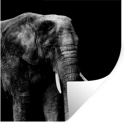 Produktbild von MuchoWow® Wandtattoo Wandsticker Wandaufkleber Elefant - Tiere - Schwarz - Weiß 50x50 cm Selbstklebend und Repositionierbar - Selbstklebend - Fototapeten