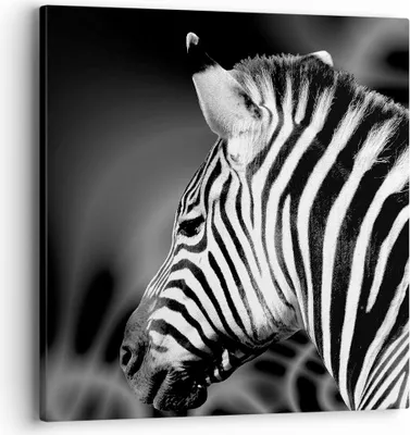 Produktbild von Bild auf Leinwand - Leinwandbild - Tier Zebra Streifen - 40x40cm - Wand Bild - Wanddeko - Wandbilder - Leinwanddruck - Bilder - Kunstdruck - Wanddekoration - Leinwand bilder - Wandkunst - AC40x40-0300