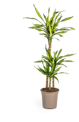 Productafbeelding van Dracaena Deremensis Rikki - 90-100cm - Ø21cm - Kamerplant - Groenblijvend