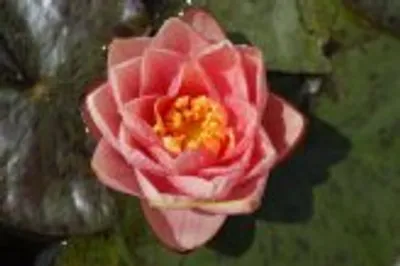 Produktbild von 1 HALBZWERGSEEROSE Sorte Berrit Strawn, orangegelb