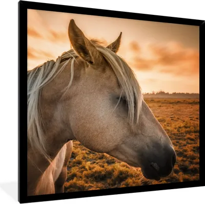Produktbild von MuchoWow® Gerahmtes Poster Pferd - Tiere - Porträt 40x40 cm - Poster mit Schwarzem Bilderrahmen Wandposter Rahmen Foto Bilder - Mit Rahmen - Wanddekoration Schlafzimmer