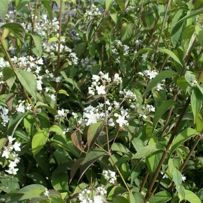 Produktbild von Deutzia setchuenensis var. corymbiflora - Setchuan-Deutzie 40-60