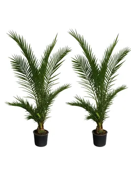 Produktbild von 2er Set Kanarische Dattelpalme 190–210 cm (Phoenix canariensis) – winterhart, große robuste Palmen für Garten & Terrasse