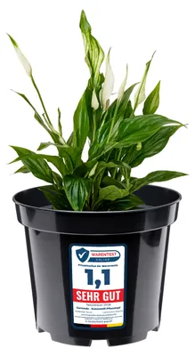Image de Pot de fleurs Garronda GD-0025 (noir, ⌀ 31 cm, H 25,5 cm)