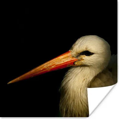 Produktbild von MuchoWow® Poster Vogel - Schnabel - Federn 75x75 cm - Wand Dekoration