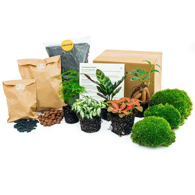 Produktbild von Pflanzen Terrarium Kit - Lancifolia - Bonsai - Spargel - 5 Pflanzen - Navulling & Starter Kit- Diy