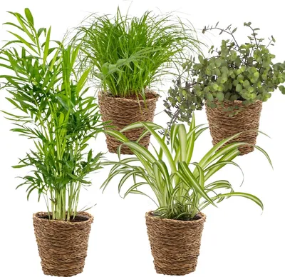 Produktbild von 4er-Mix - Haustierfreundliche Pflanzen - Cyprus Zumula - Callisia - Chamaedorea - Chlorophytum - Zimmerpflanzen - Höhe 20-40 cm - Rattankorb 12 cm