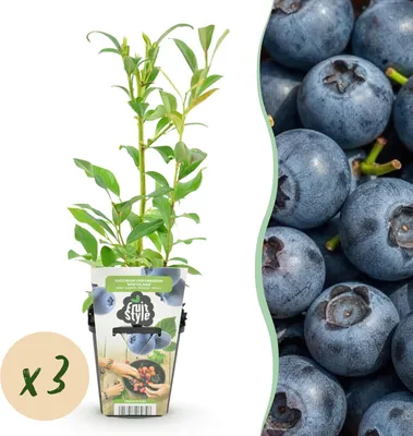 Zdjęcie produktu dla Borówka amerykanska Vaccinium corymbosum odmiana Northland, mrozoodporna, 3