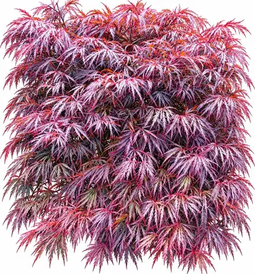 Produktbild von Roter Fächerahorn Acer palmatum Dissectum Garnet 30 - 40 cm Ahorn