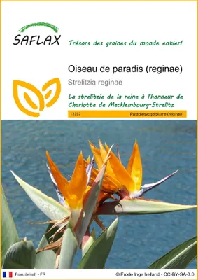 Image de SAFLAX  - Oiseau de paradis (reginae) - 5 graines - Strelitzia