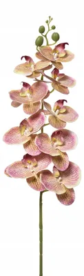 Obrázek produktu pro Agawa Phalaenopsis Green Red Umělá orchidej 95 cm