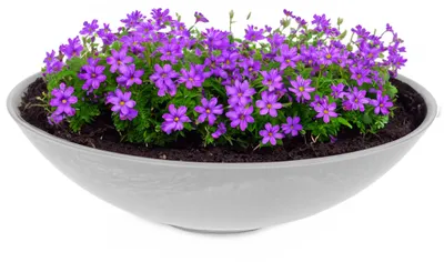 Immagine prodotto di Ciotola piatta per piante da esterno Ciotola decorativa rotonda grigio chiaro 45 cm