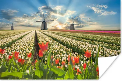 Produktbild von MuchoWow® Poster Windmühle - Tulpen - Himmel - Natur 180x120 cm - Fotoplakat