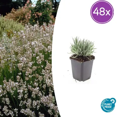 Zdjęcie produktu dla Lavandula int. 'Edelweiss' | 48 sztuk - 10-25cm - Ø9cm - Roślina ogrodowa