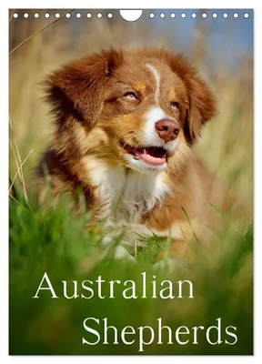 Produktbild von Australian Shepherds (Wandkalender 2027 DIN A4 hoch), CALVENDO Monatskalender