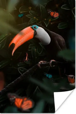 Produktbild von MuchoWow® Poster Tukan - Vogel - Dschungel 60x90 cm - Wanddekoration