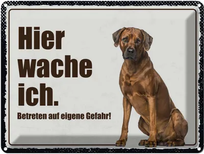 Produktbild von vianmo Blechschild 30x40 cm Rodhesian Ridgeback hier wache ich Spruch Zitat