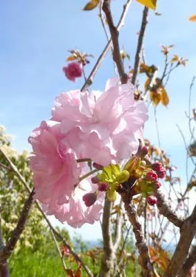 Produktbild von Japanische Zierkirsche