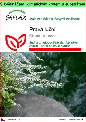 Obrázek produktu pro SAFLAX Garden to go - Pravá luční - Filipendula ulmaria - 500 Semena - S květináčem, klimatickou poklicí a pěstebním substrátem