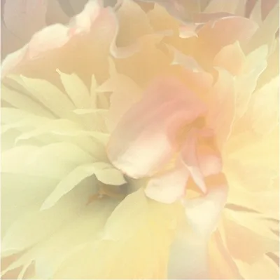 Produktbild von Fototapete 839807 Vliestapete Blumen Floral 212 x 265 cm Rasch Magicwalls Booklet Gelb Beige Creme