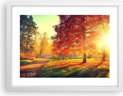 Produktbild von Gerahmtes Poster - Weißer Rahmen - Park Herbst Baum - 40x30 cm - Wand Bild - Wanddeko - Wandbilder - Kunstposter - Wandposter - Bilderrahmen - Bilder - Kunstdruck - Wandbild - P2WAA40x30-3654