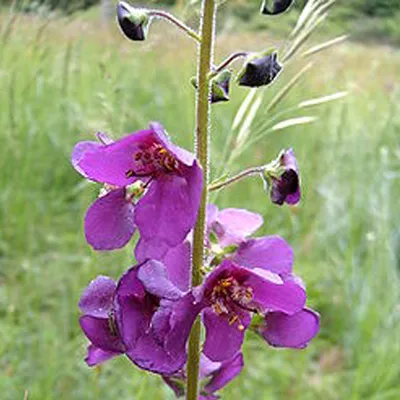 Produktbild von 6 x Königskerze - Verbascum phoeniceum  | Topf 9cm x 9cm
