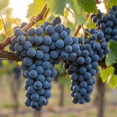 Produktbild von beliebte blaue Weintraube Regent Tafeltraube Weinstock Wein knackig süß 60/100 cm