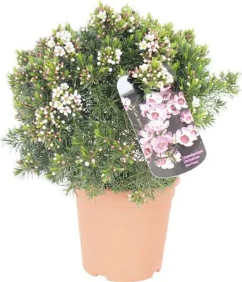 Produktbild von Chamelaucium uncinatum 20-30 cm