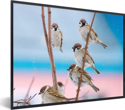 Produktbild von MuchoWow® Gerahmtes Poster Vögel - Spatz - Tiere - Äste 80x60 cm - Poster mit Schwarzem Bilderrahmen Wandposter Rahmen Foto Bilder - Schwarzem - Mit Gestell