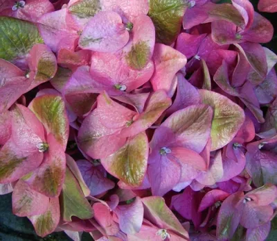 Produktbild von Hydrangea macrophylla Green Shadow - Bauernhortensie - 30-40 cm