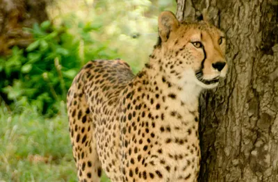 Produktbild von hansepuzzle 76588 - Gepard Puzzle, 500 Teile, Tierwelt, 46,0 x 30,0cm mit hochwertiger Aufbewahrung, Kartonbox und wiederverschließbarem Beutel