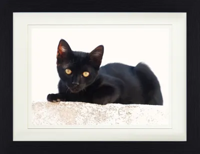 Produktbild von Katzen Gerahmtes Bild Mit Edlem Passepartout | Wand-Bilder | Im Bilderrahmen - Schwarzes Kätzchen (30 x 40 cm)