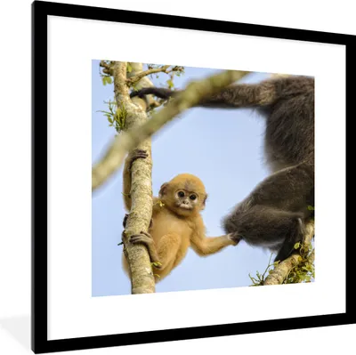 Produktbild von MuchoWow® Gerahmtes Poster Junger Affe schaut in die Kamera 40x40 cm - Poster mit Schwarzem Bilderrahmen Wandposter Rahmen Foto Bilder - Poster - Plakat im Rahmen