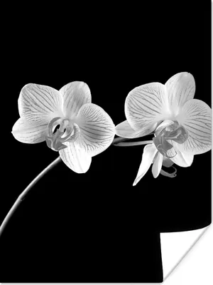 Produktbild von MuchoWow® Poster Orchidee - Blumen - Schwarz - Rosa - Knöpfe 30x40 cm - Wandplakat - Poster Kinderzimmer