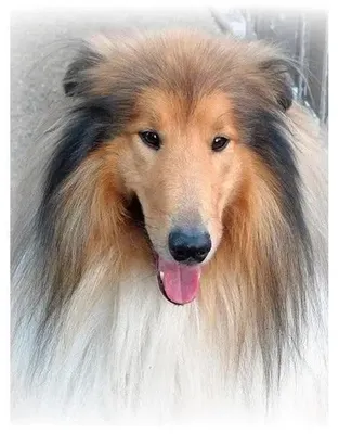 Produktbild von 5D-Diamantpuzzle – Lassie 40 x 30 cm – Titanum
