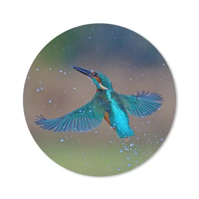 Produktbild von MuchoWow® Mauspad Mousepad Eisvogel - Fliegen - Blau 20x20 cm - Mousepads - Maus Mat - Pad - Mausunterlage - Schreibtischmatte