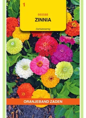 Imagen del producto de Semillas de la variedad "Zinnia Elegans", mezcla de colores tipo dahlia, color naranja. - 1 paquete de semillas