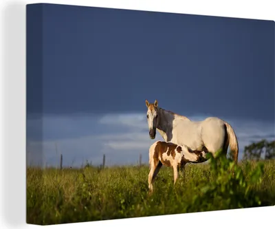 Produktbild von OneMillionCanvasses® - Leinwandbilder - 150x100 cm, Pferde - Gras - Fohlen, Wandbilder Kunstdruck Wanddekoration