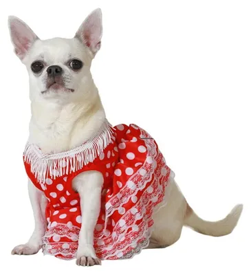 Hundekostüm Flamenco-Tänzerin, Größe M, mehrfarbig