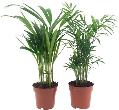 Productafbeelding van Famanu Plantenset, 2 stuks - Graslelie & Areca-palm - Luchtzuiverend, diervriendelijk, tropische kamerplanten