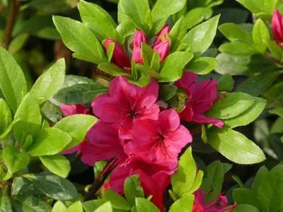 Produktbild von Japanische Azalee Geisha Red - Syn. Kazuko - Rhododendron obtusum - 20-25cm