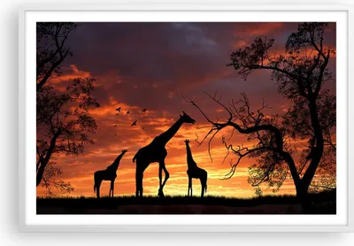 Produktbild von Gerahmtes Poster - Weißer Rahmen - Giraffe Afrika Sonne Safari - 91,5x61 cm - Wand Bild - Wanddeko - Wandbilder - Wandposter - Bilderrahmen - Bilder - Kunstdruck - Wandbild - P2WAA91x61-0507