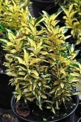 Image de Euonymus jap. 'Aureus' ('aureopictus') - Arbuste à ailes de liège 20- 25 cm conteneur
