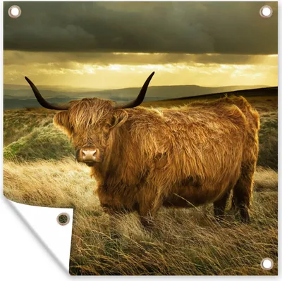 Produktbild von MuchoWow® 100x100 cm Outdoor-Poster Gartendeko Sichtschutz Garten Poster für den Garten  Schottische Highlander - Licht - Natur