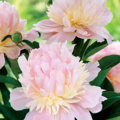 Zdjęcie produktu dla Paeonia Piwonia Angel Cheeks 1 szt Piwonie sadzonki sadzonka Pachnąca
