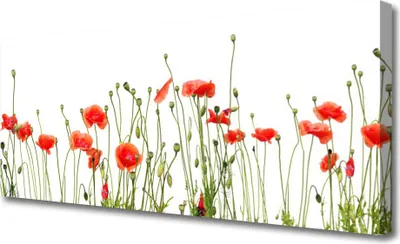 Produktbild von Tulup Leinwand-Bilder 125x50 Wandbild Canvas Kunstdruck Mohnblumen Pflanzen