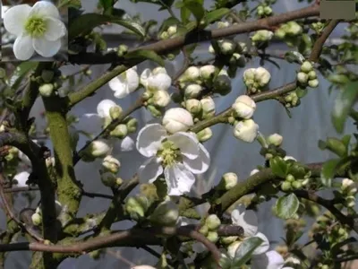 Produktbild von Zierquitte Jet Trail - Chaenomeles hybride Jet Trail